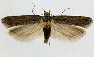 Filatima normifera