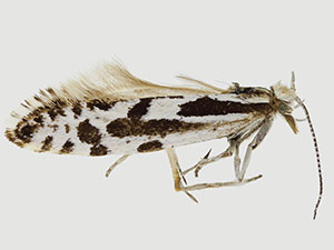 Plutella notabilis