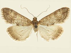 Evergestis comstocki