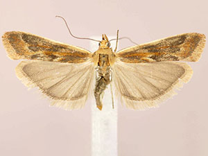 Ancylosis albipenella