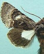 Behrensia bicolor