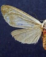 Pygarctia eglenensis