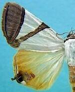 Eulepidotis persimilis