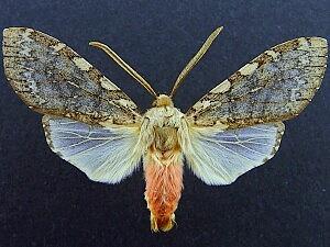 Pseudohemihyalea labecula