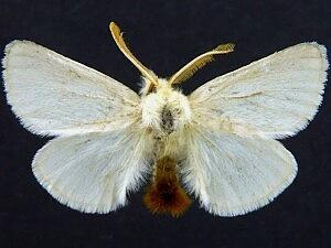 Moth Photographers Group – Euproctis chrysorrhoea – 8320