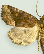 Homophoberia australis