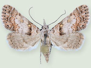 Bleptina extincta