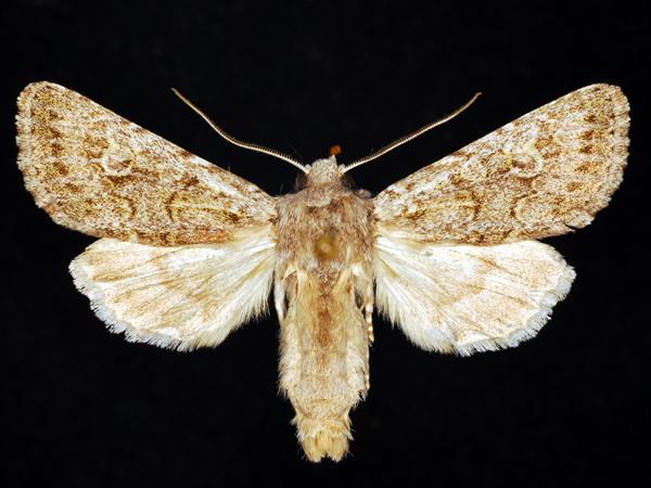 Moth Photographers Group – Psammopolia sala – 10366.1