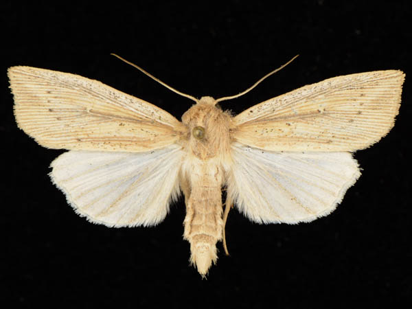 Moth Photographers Group – Leucania amygdalina – 10440.1