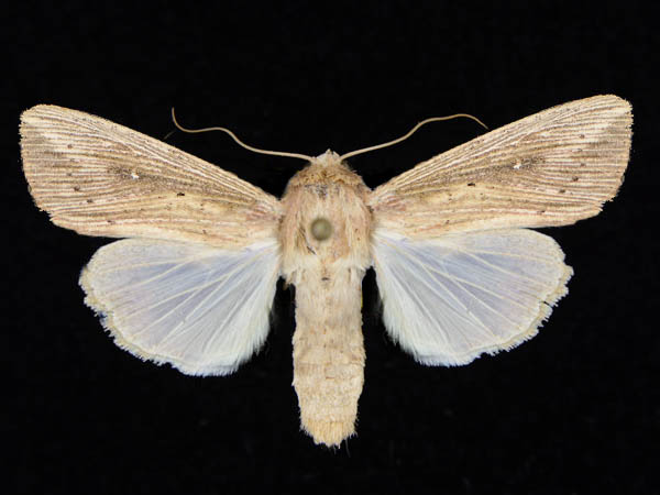 Moth Photographers Group – Leucania rawlinsi – 10453.2