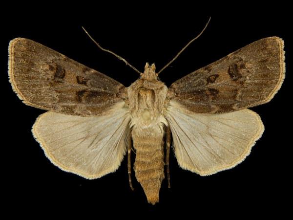 Moth Photographers Group – Agrotis ruta – 10647