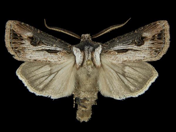 Moth Photographers Group – Agrotis venerabilis – 10651