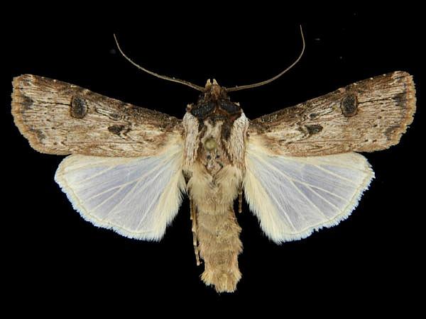 Moth Photographers Group – Agrotis malefida – 10661