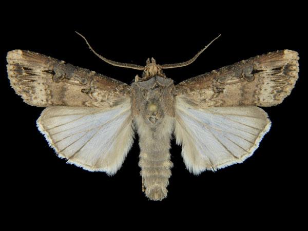 Moth Photographers Group – Agrotis ipsilon – 10663