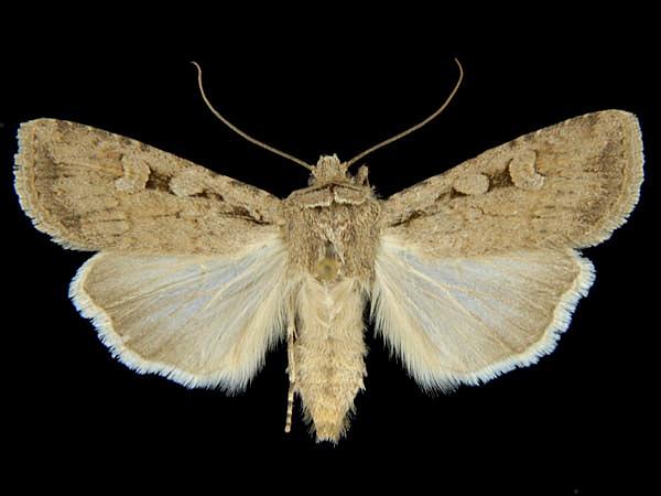 Moth Photographers Group – Euxoa messoria – 10705
