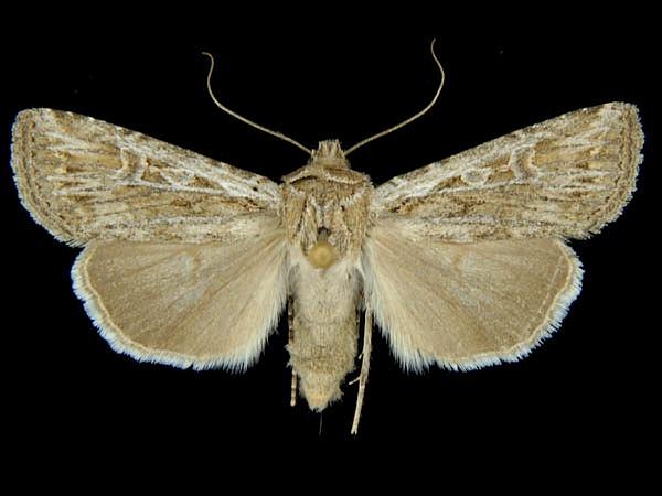 Moth Photographers Group – Euxoa hardwicki – 10729.1