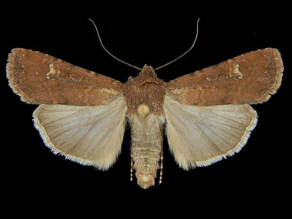 Moth Photographers Group – Euxoa adumbrata – 10730