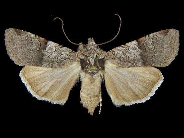 Moth Photographers Group – Euxoa sculptilis – 10815