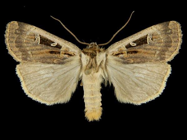 Moth Photographers Group – Pseudohermonassa flavotincta – 10952