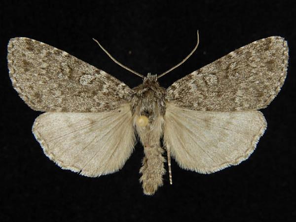 Moth Photographers Group – Xestia speciosa – 10959
