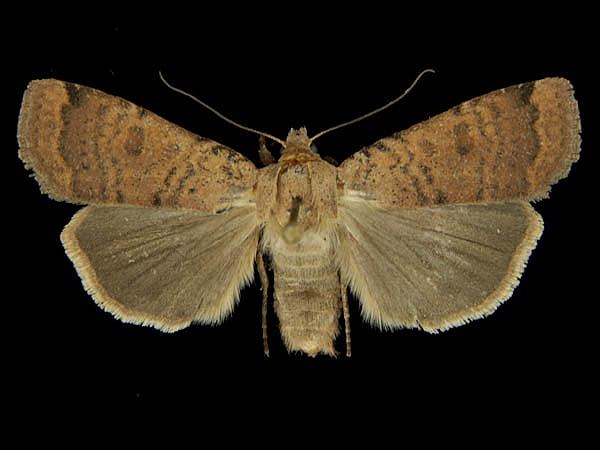 Moth Photographers Group – Abagrotis cupida – 11043