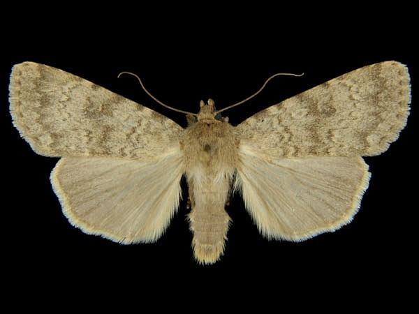 Moth Photographers Group – Pronoctua typica – 11049