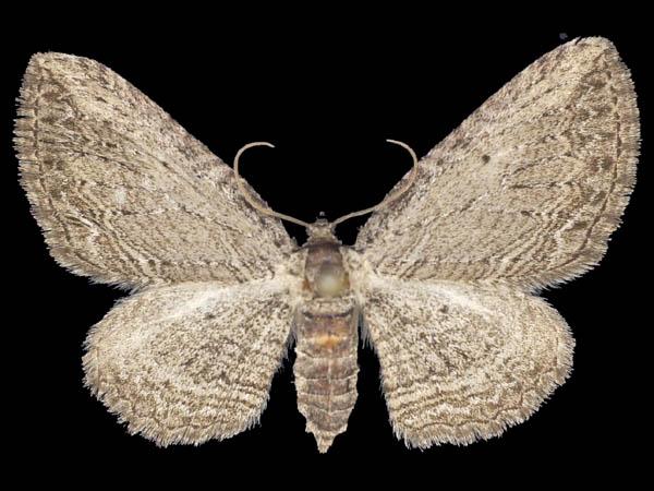 Moth Photographers Group – Horisme intestinata – 7445