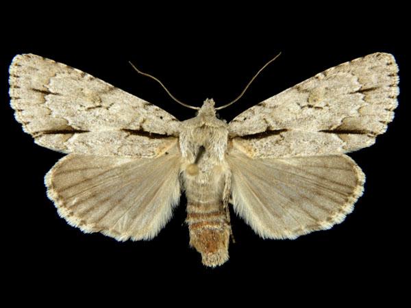 Moth Photographers Group – Acronicta interrupta – 9237