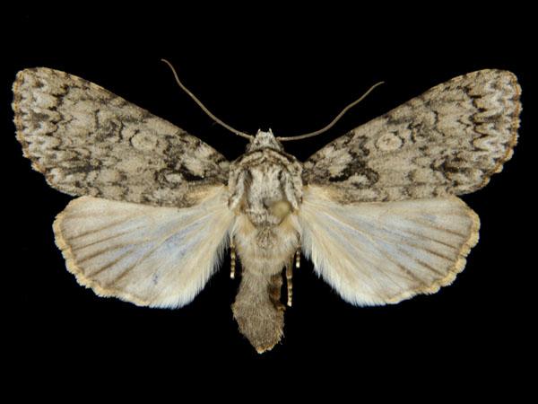 Moth Photographers Group – Acronicta marmorata – 9256
