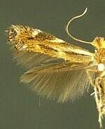 Bucculatrix adelpha