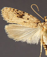 Agonopterix pteleae