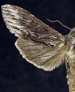 Cucullia serraticornis