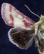 Heliolonche pictipennis