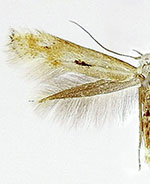 Elachista albidella