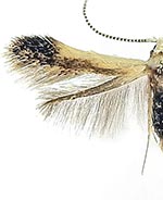 Coleophora n. sp. JFL018