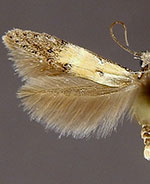 Nepotula n. sp. 1