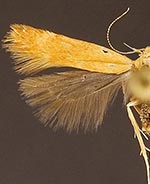 Monochroa placidella