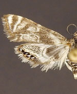 Petrophila canadensis