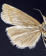 Pediasia browerellus