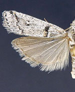 Rostrolaetilia placidissima
