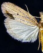 Coenochroa bipunctella