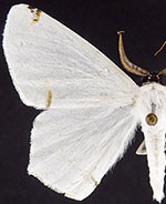 Sericoptera virginaria