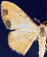 Semaeopus marginata