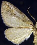 Grossbeckia semimaculata