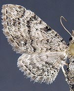 Eupithecia ornata
