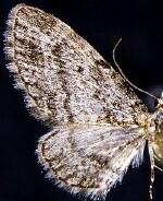 Eupithecia castellata