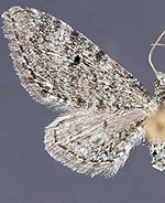 Eupithecia prostrata