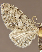 Eupithecia persimulata