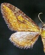 Eupithecia biedermanata