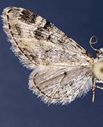 Eupithecia agnesata